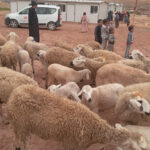 Distribution de brebis au douar Tadardourt